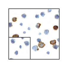 ProSci RF16042 CD80 Antibody