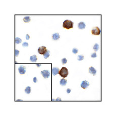 ProSci RF16044 CD80 Antibody