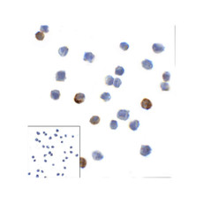 ProSci RF16083 LAG3 Antibody