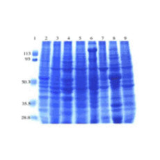 (GS1-185) Mouse Normal Tissue Blot I ProSci One blot/Unit