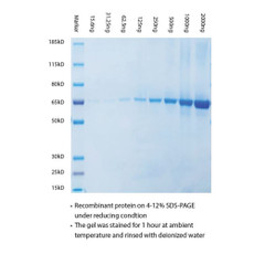 (97-101) ProSignal Instant Blue Protein Protein Stain 1L/Unit