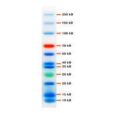 (83-660) Full-Range Prestained Protein Ladder 3 Color, 10 - 250 kDa 500ul/Unit