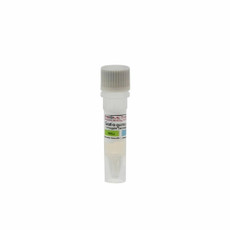 (20-308) Goat-anti-guinea pig HRP Secondary antibody 500ul/Unit