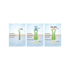 (25-319) BDNF Alternative Peptide TrkB Agonist 400 µg/Unit