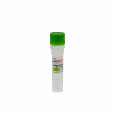 (84-854) Donkey anti-Rabbit IgG, HRP-Linked Whole Ab from Donkey 1ml/Unit