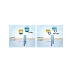 (25-320) Noggin-Like Peptide BMP4, 7 Inhibitor 5 µg/Unit