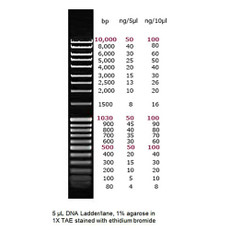Apex Quantitative DNA Ladders (I, II, III)