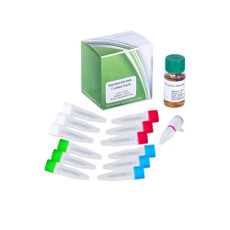 Combo Pack Agrobacterium Competent Cells