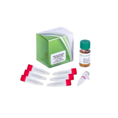 EHA105 Agrobacterium Competent Cells