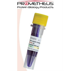 Protein Loading Buffer (2x)