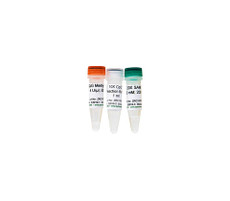 CpG Methylase (M. Sssl) 