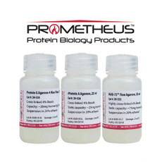 Protein A/G Agarose Max Flow Highly Cross-linked Beads, 4%