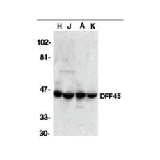 ProSci 1141 DFF45 Antibody