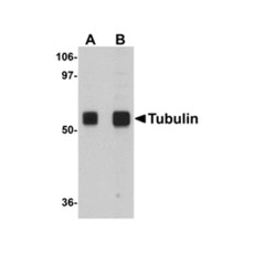 ProSci 5103 Alpha-tubulin Antibody