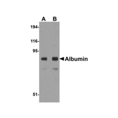 ProSci 5159 Albumin Antibody