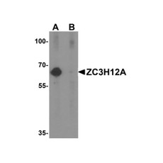 ProSci 5673 ZC3H12A Antibody