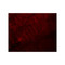 ProSci 5665 RANBP10 Antibody