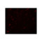ProSci 5731 APC7 Antibody