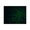 ProSci 5555 PRDM16 Antibody