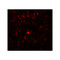 ProSci 5527 RHBDD2 Antibody