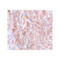 ProSci 5627 BCAS2 Antibody