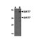 ProSci 5775 SIRT7 Antibody