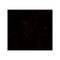 ProSci 5831 FREM2 Antibody