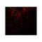 ProSci 5801 ATG101 Antibody
