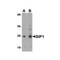 ProSci 5823 SIP1 Antibody