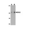 ProSci 5821 IDH2 Antibody