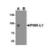 ProSci 6029 PIWI-L1 Antibody