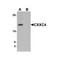 ProSci 6041 CXXC4 Antibody