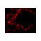 ProSci 6187 RBM35B Antibody