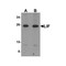 ProSci 6245 LIF Antibody