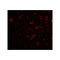 ProSci 6517 DRGX Antibody