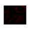ProSci 6555 SPATA6 Antibody
