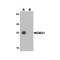 ProSci 6625 EMX1 Antibody