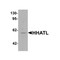 ProSci 6787 HHATL Antibody