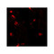 ProSci 6799 RLP2 Antibody