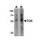 ProSci 6987 TOX Antibody