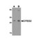ProSci 7067 CITED2 Antibody