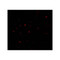 ProSci 7067 CITED2 Antibody