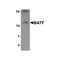 ProSci 7069 BATF Antibody
