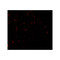 ProSci 7083 MYT1L Antibody