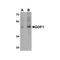 ProSci 7093 GDF1 Antibody