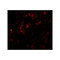 ProSci 7093 GDF1 Antibody