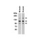 ProSci 7155 CRB2 Antibody