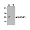 ProSci 7275 SHISA3 Antibody