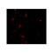 ProSci 7421 Bim EL Antibody