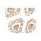 ProSci 7501 IL-1RL2 Antibody
